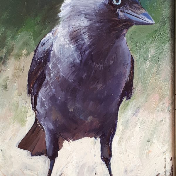 Liever geen kraai …