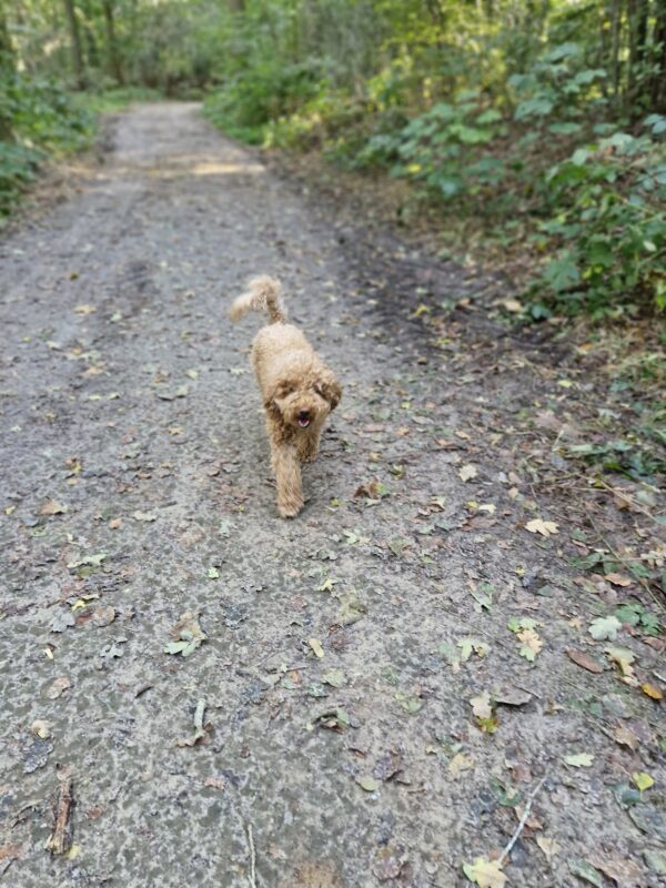 Honden troosten