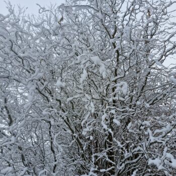 wat mooi alles is puur