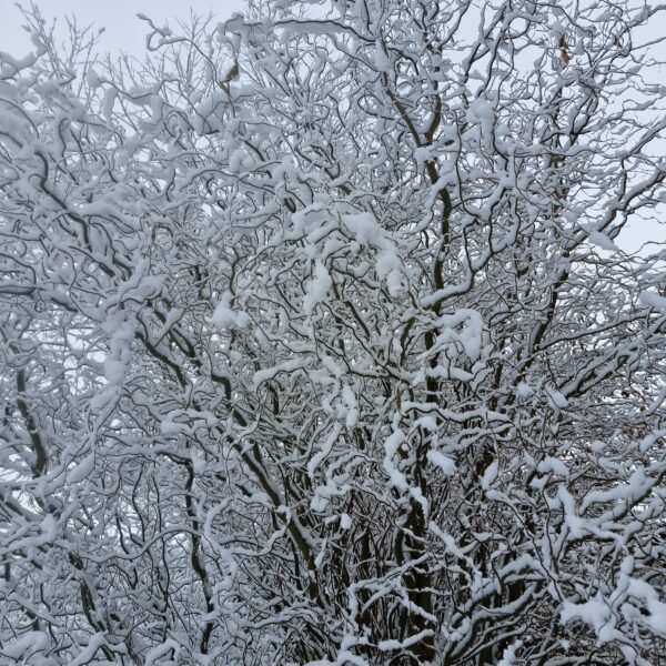 wat mooi alles is puur