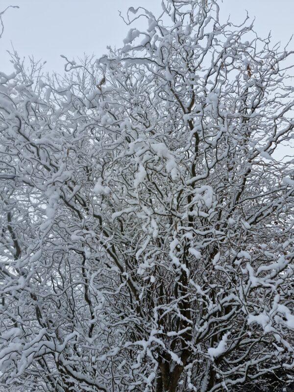 wat mooi alles is puur